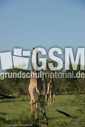 Giraffe (85 von 94).jpg